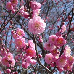 Prunus mume